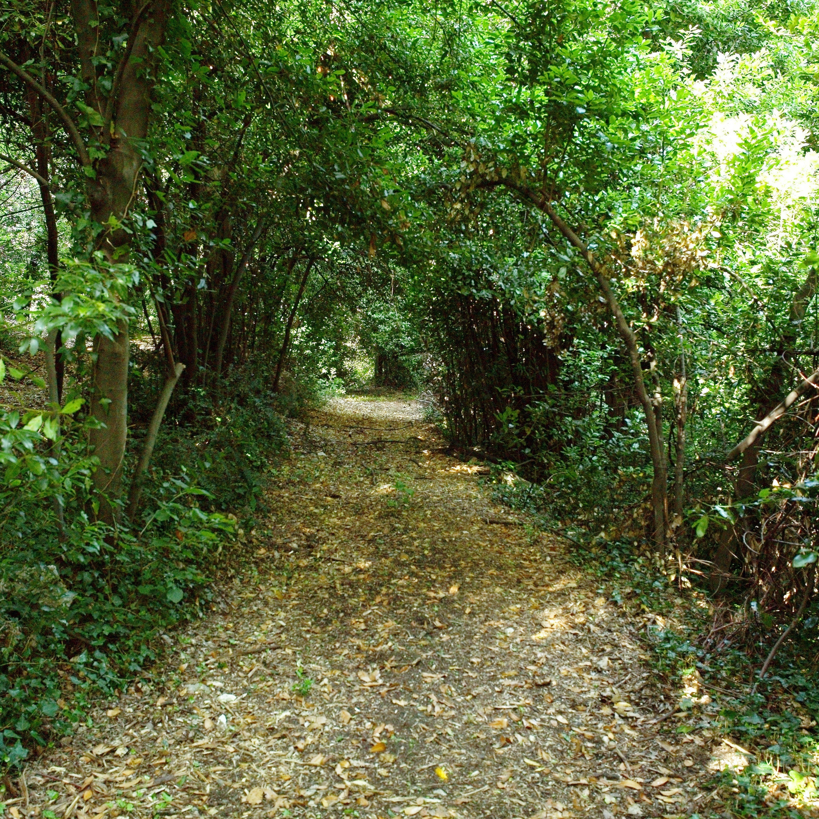 Il Bosco Romantico